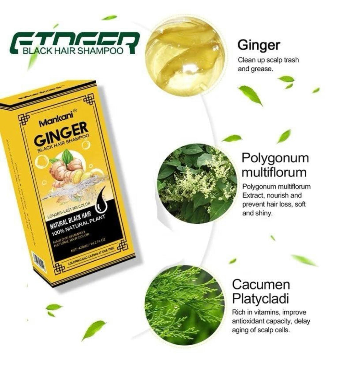 Ginger Black Hair Shampoo 500ml 16.9 fl oz. Longer-Lasting Color Natural Plant Extract